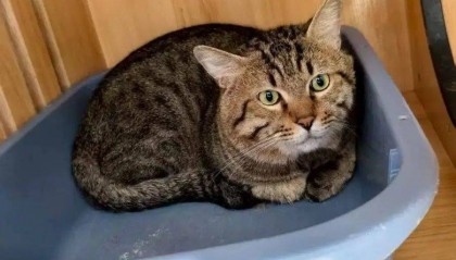 起拍价500元，法拍狸花猫吸引超500人竞拍！有人愿出8000元拍下