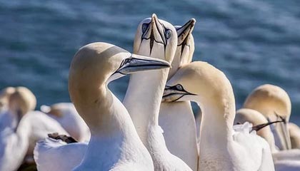 石油石化行业资金流入榜:中国石油、中国海油等净流入资金居前