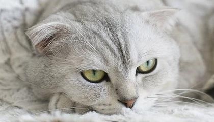 石油行业13日主力净流入6.27亿元,中国石油、中国海油居前