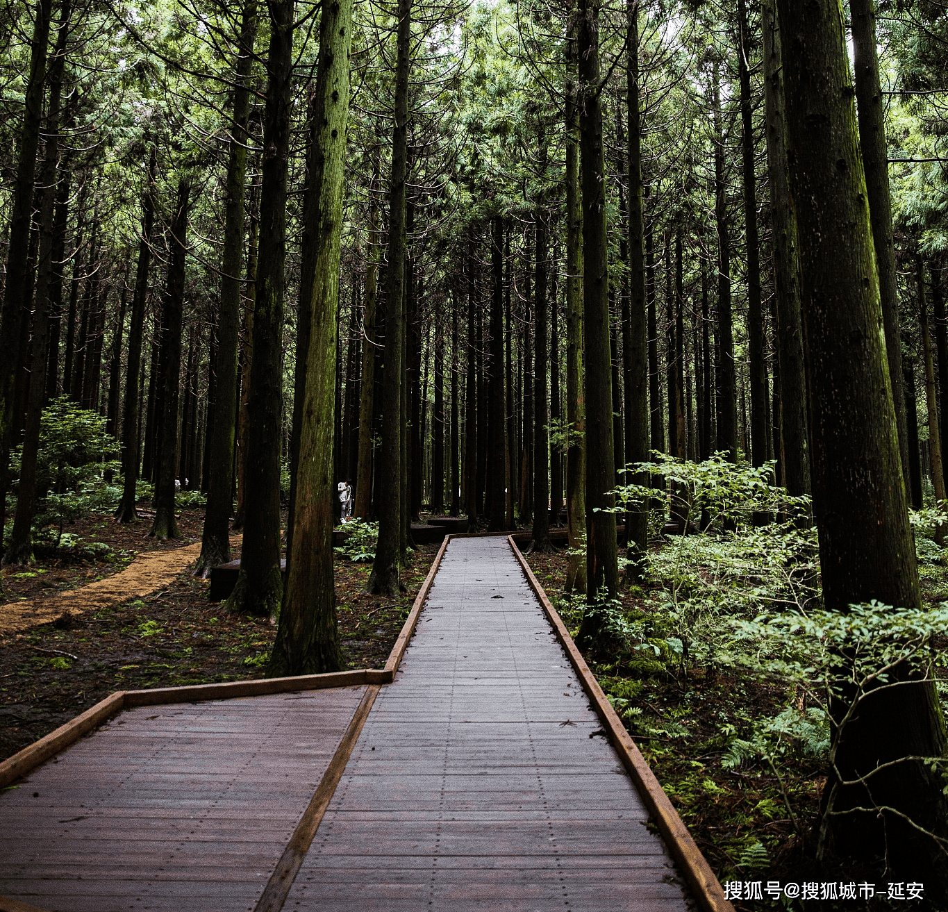 厦门鼓浪屿怎么玩最好,去厦门鼓浪屿应该怎么玩以及费用多少