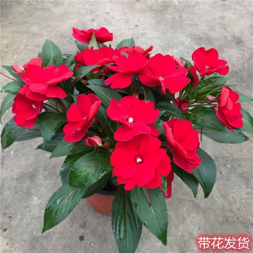 凤仙花是一年生还是多年生?答案来了,快来看看吧!