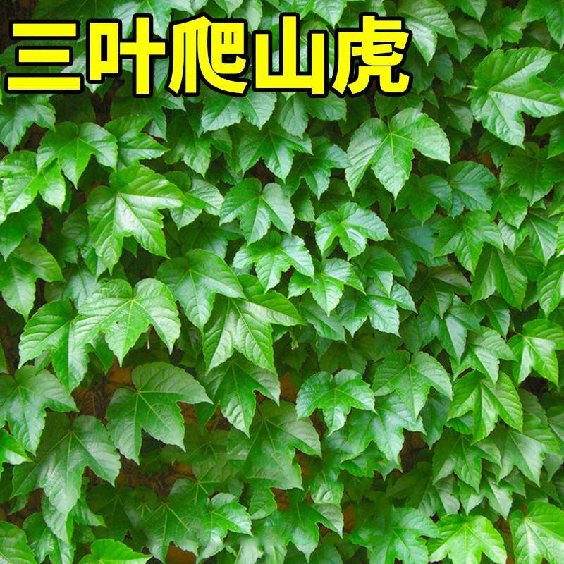 爬山虎一年长几米?快来看看它的生长速度有多惊人!