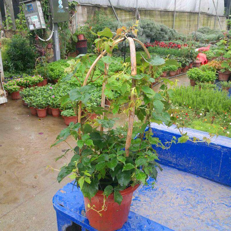 爬山虎一年长几米?快来看看它的生长速度有多惊人!